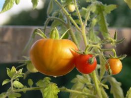 Riparare l’orto con i frangivento e i grigliati 1555 0 Riparare lorto con i frangivento e i grigliati